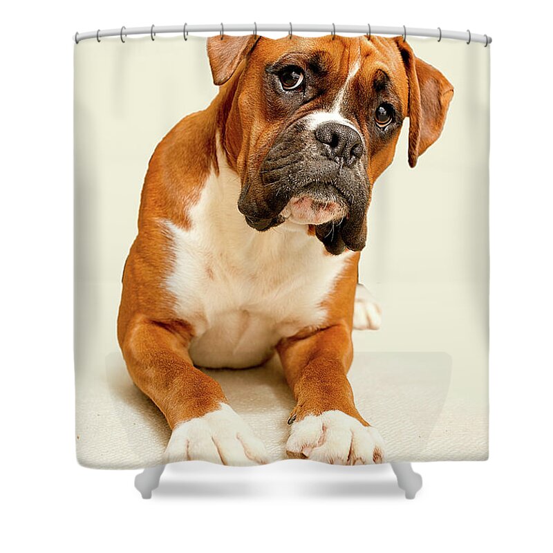Pets Shower Curtain featuring the photograph Boxer Dog On Ivory Backdrop by Danny Beattie Photography