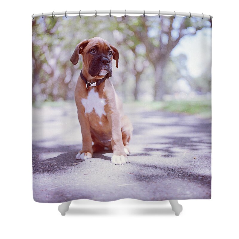 Pets Shower Curtain featuring the photograph Boxer Puppy by Diyosa Carter
