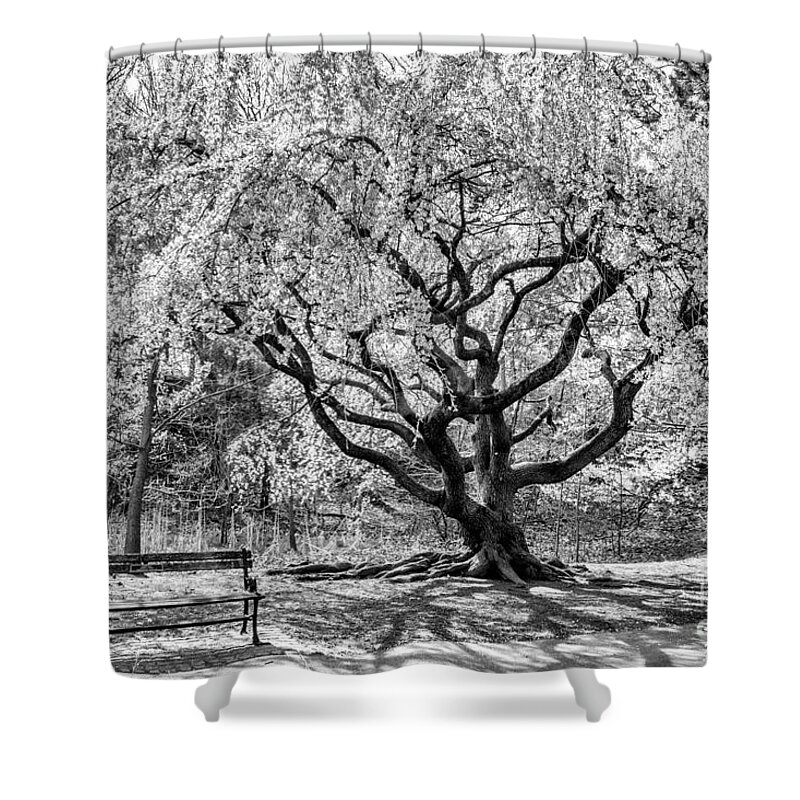 Cherry Blossoms Shower Curtain featuring the photograph Branch Brook Park by Anthony Sacco