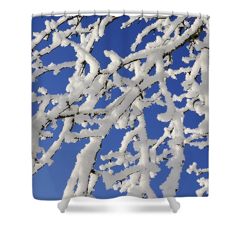 Clear Sky Shower Curtain featuring the photograph Branches Of Tree Covered With Hoar-frost by Martin Ruegner