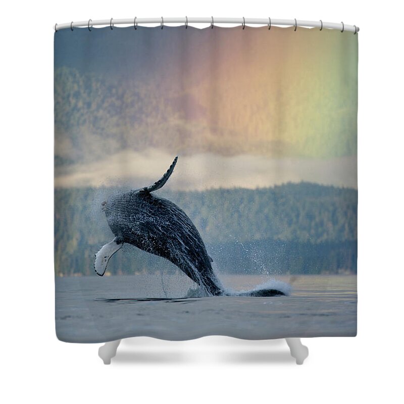 #faatoppicks Shower Curtain featuring the photograph Breaching Humpback Whale And Rainbow by Paul Souders