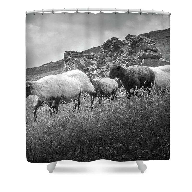 Sheep Shower Curtain featuring the photograph Break on Through by Mark Callanan