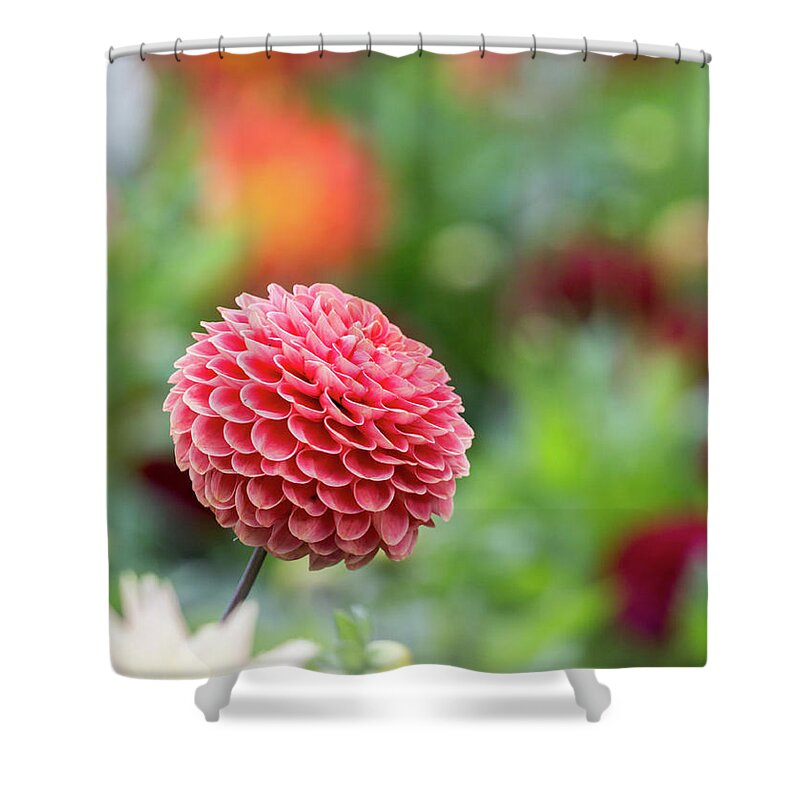 Cheerful Shower Curtain featuring the photograph Bright and cheery pompom dahlia by Anita Nicholson