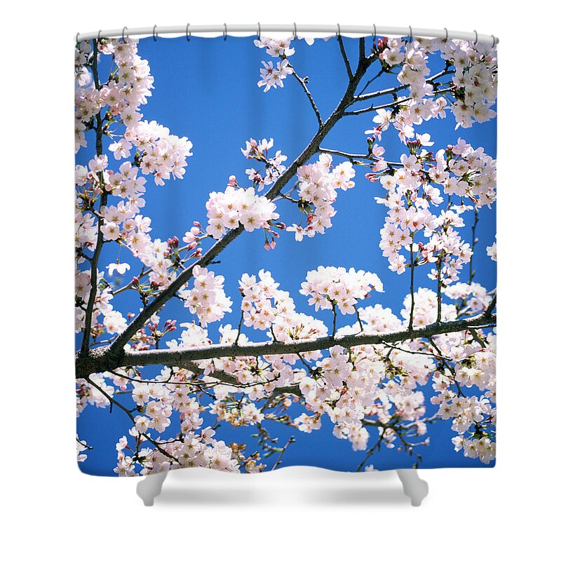 Clear Sky Shower Curtain featuring the photograph Bright Cherry Tree by Ooyoo