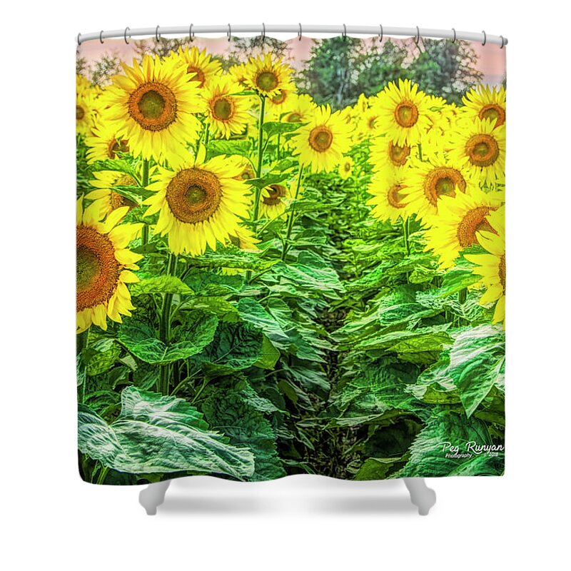 Sunflowers Shower Curtain featuring the photograph Bright Shiny Faces by Peg Runyan