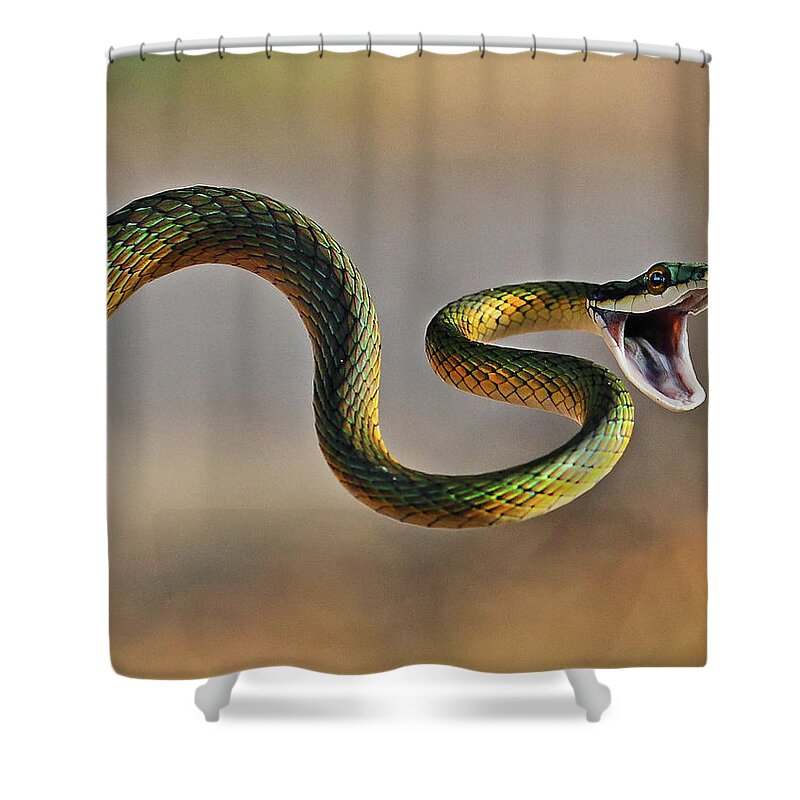 Animal Themes Shower Curtain featuring the photograph Brightly Coloured Parrot Snake by Suebg1 Photography