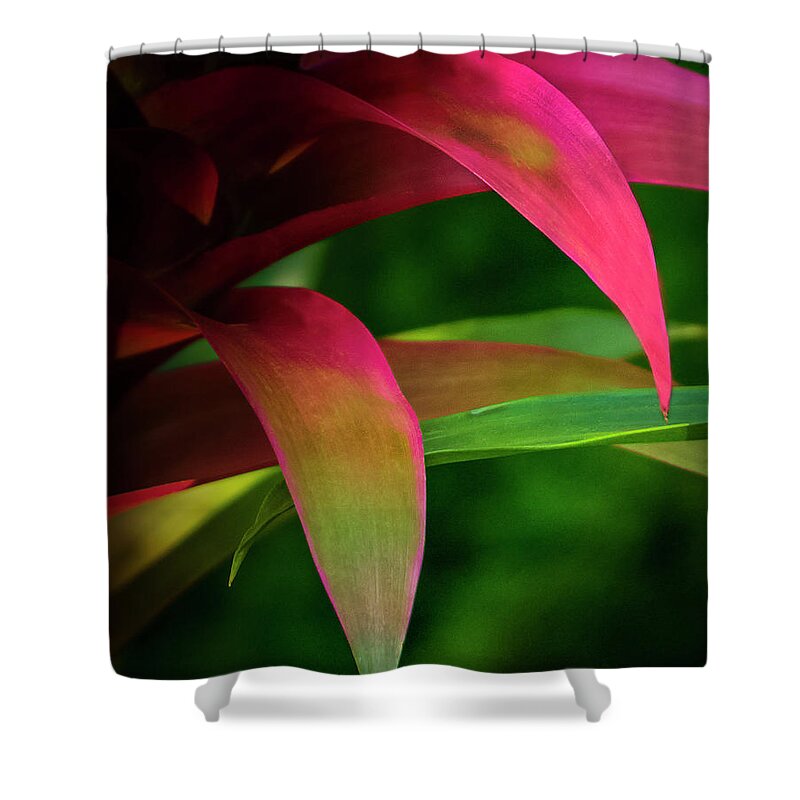 Abstract Shower Curtain featuring the photograph Bromelia by Silvia Marcoschamer