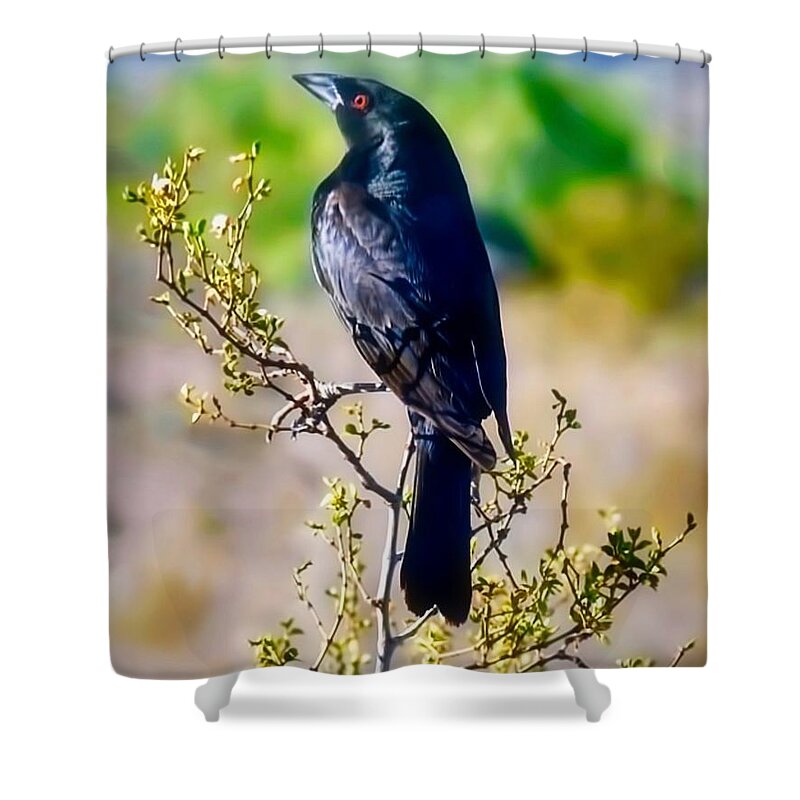 Arizona Shower Curtain featuring the photograph Bronzed Cowbird on Creosote by Judy Kennedy