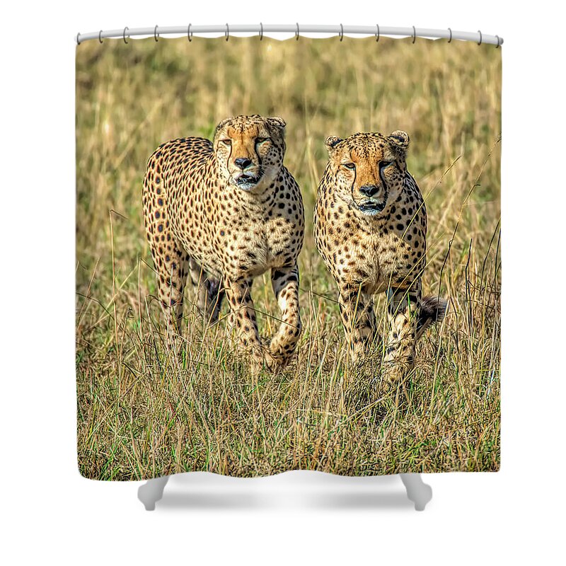 Cheetahs Shower Curtain featuring the photograph Brothers in Speed by Wade Aiken