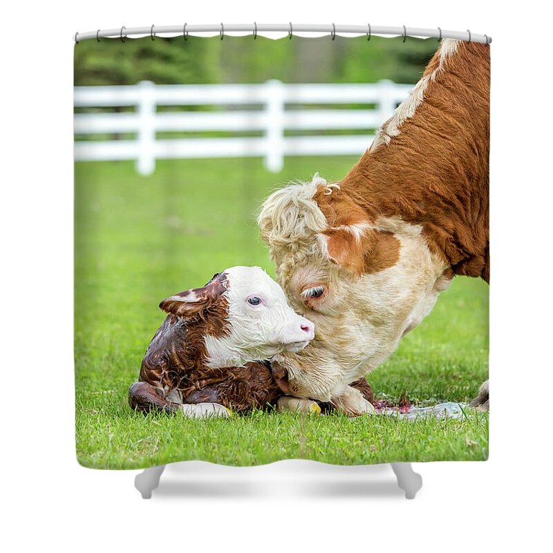 Grass Shower Curtain featuring the photograph Brown & White Hereford Cow Licking by Emholk