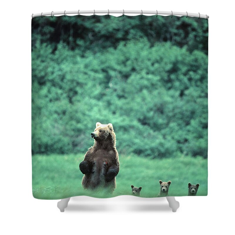 Brown Bear Shower Curtain featuring the photograph Brown Bear And Cubs, Mikfik Creek by Mark Newman