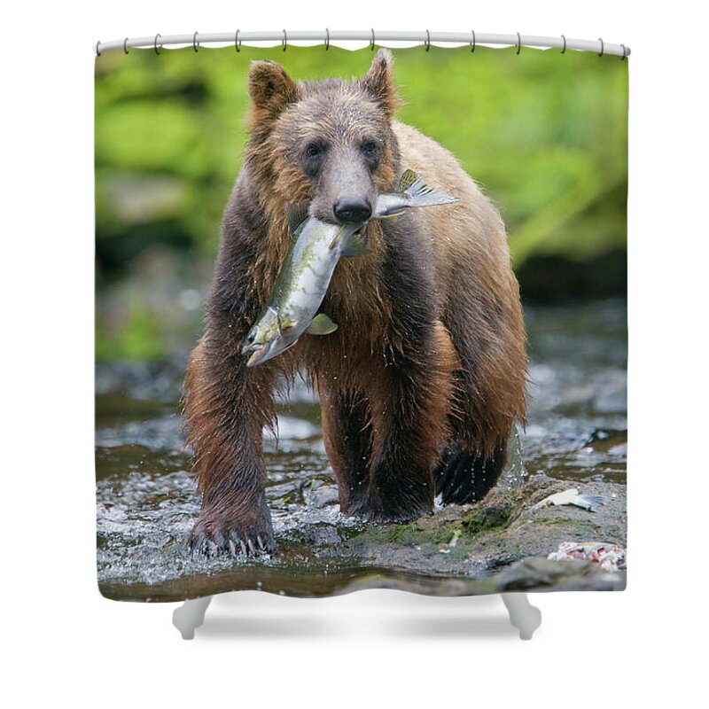 Brown Bear Shower Curtain featuring the photograph Brown Bear And Sockeye Salmon, Alaska by Paul Souders