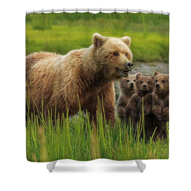 Brown Bear Shower Curtain featuring the photograph Brown Bear Sow And Cubs, In The Long by Mint Images - Art Wolfe