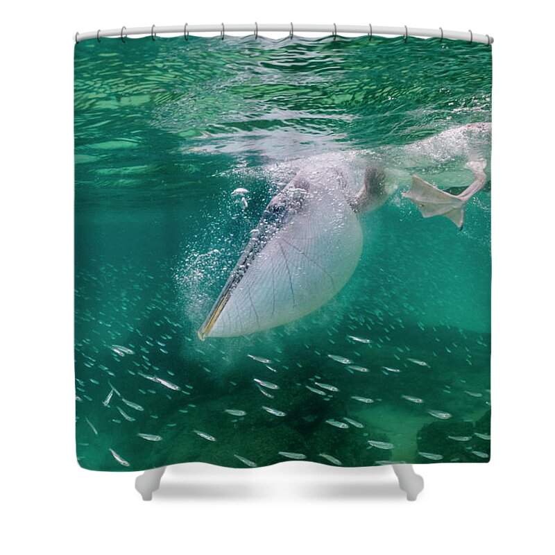 Animal Shower Curtain featuring the photograph Brown Pelican Diving Off Santiago Island by Tui De Roy