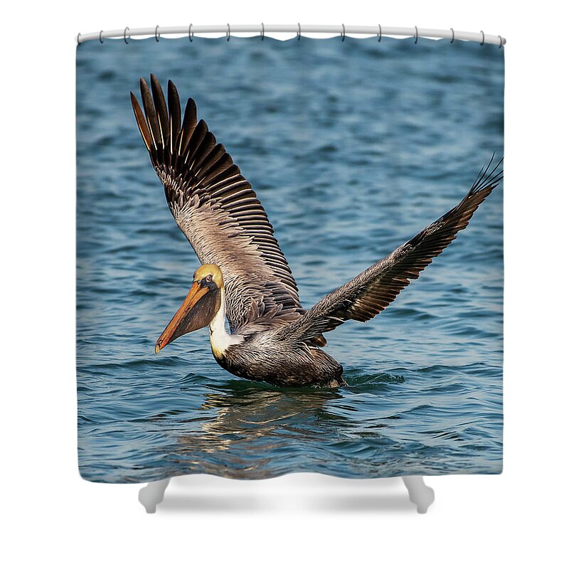 Brown Pelican Shower Curtain featuring the photograph Brown Pelican by Ken Stampfer