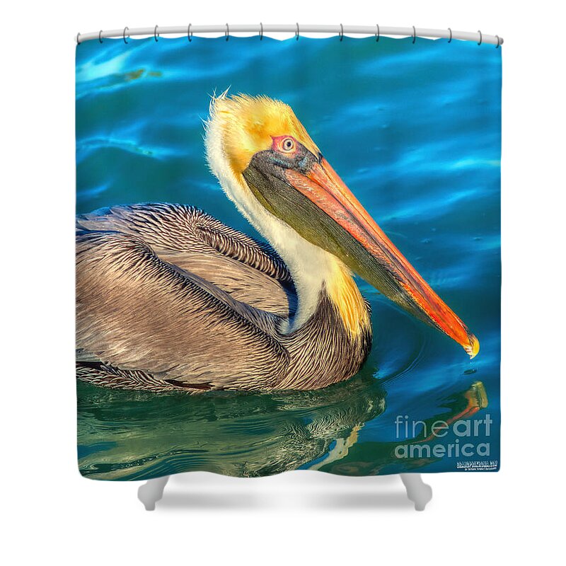 Avian Shower Curtain featuring the photograph Brown Pelican - North American bird of the pelican family by Stefano Senise