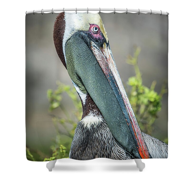 Animals Shower Curtain featuring the photograph Brown Pelican On Sante Fe Island by Tui De Roy