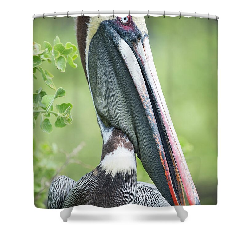 Animaks Shower Curtain featuring the photograph Brown Pelican, Urvina Baby by Tui De Roy