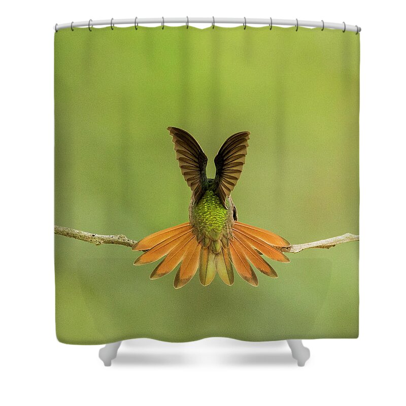 Buff-bellied Hummingbird Shower Curtain featuring the photograph Buff-bellied Hummingbird by Jurgen Lorenzen