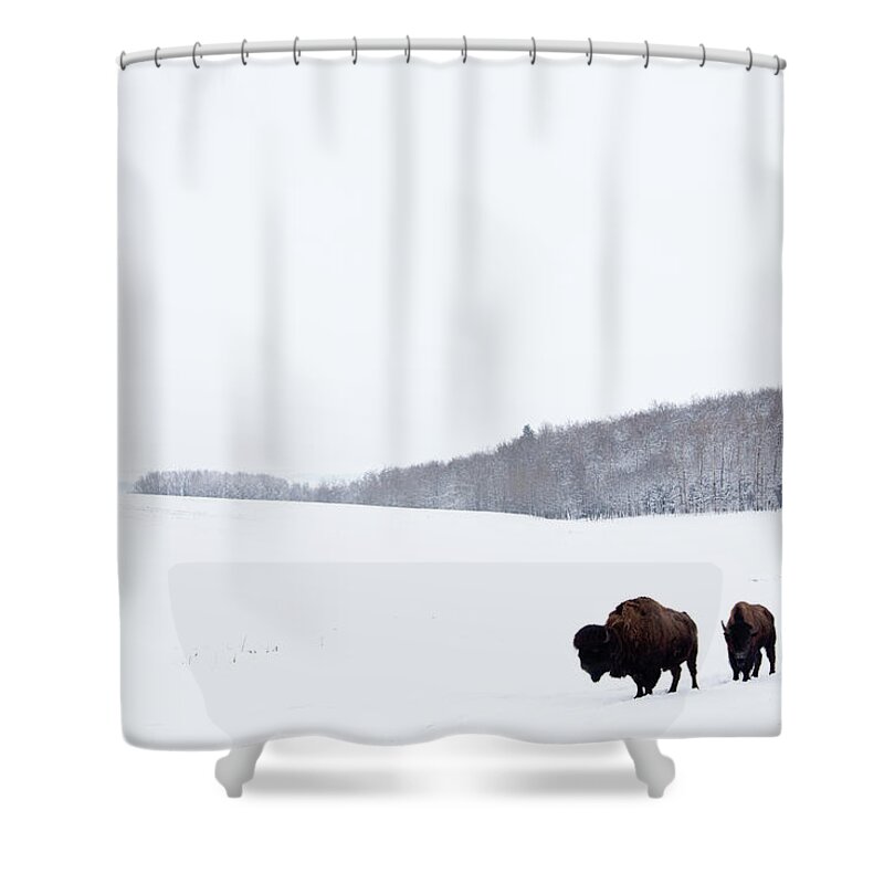Scenics Shower Curtain featuring the photograph Buffalo Or Bison On The Plains In Winter by Imaginegolf