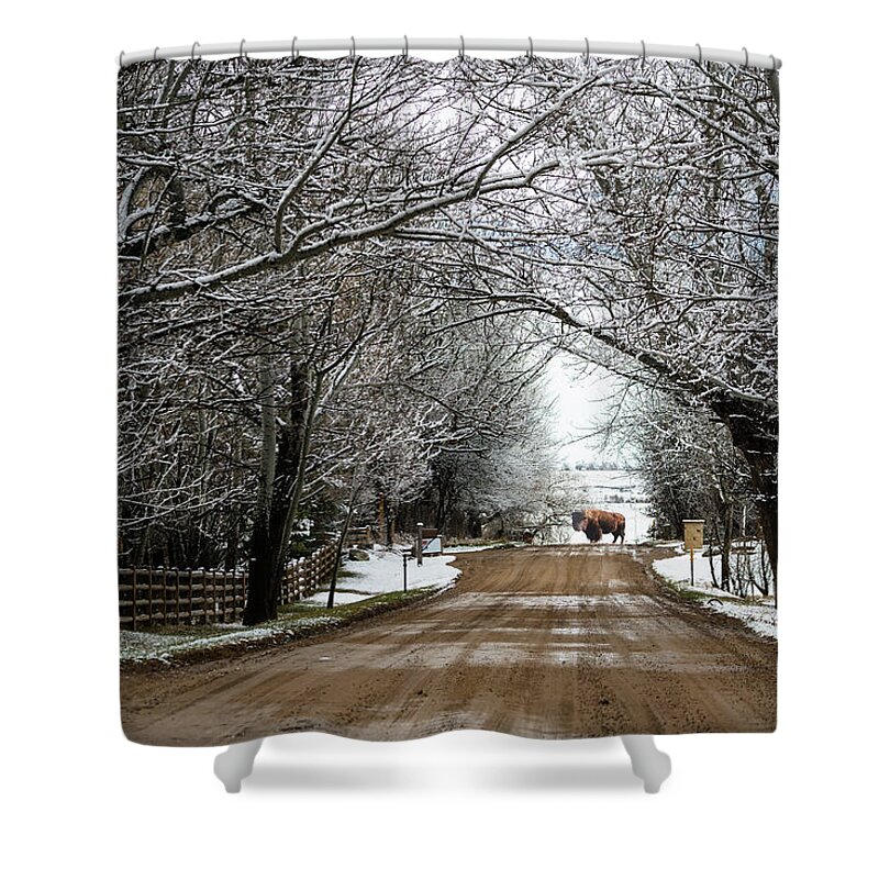 Buffalo Shower Curtain featuring the photograph Buffalo Road by James BO Insogna