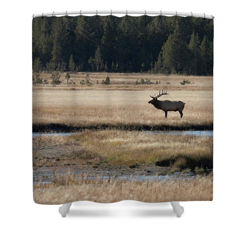 Male Animal Shower Curtain featuring the photograph Bull Elk In A Landscape by Rpbirdman