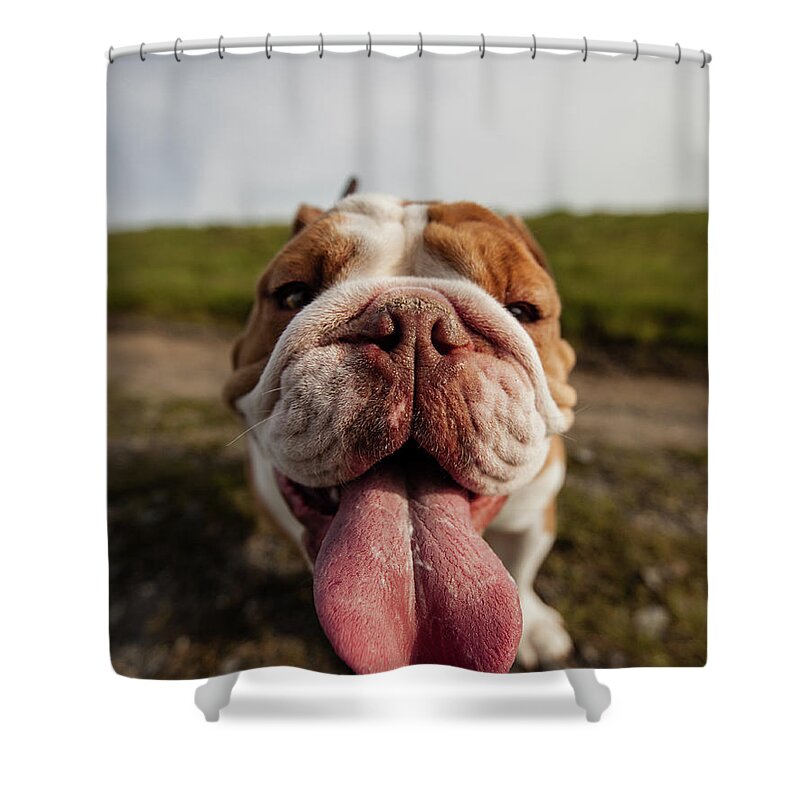 San Francisco Shower Curtain featuring the photograph Bulldog by Brusselsimages