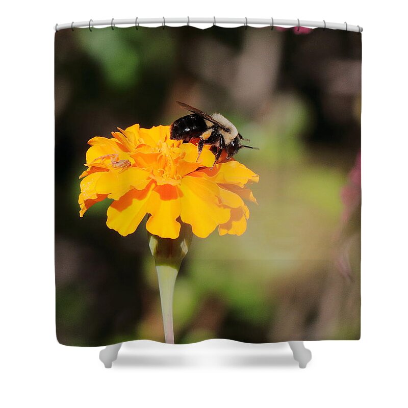 Bumble Bee Shower Curtain featuring the photograph Bumble Bee 3440 by John Moyer