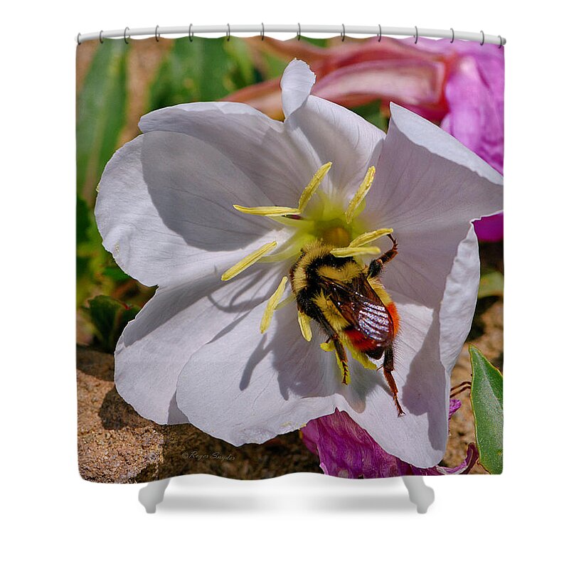 Beautiful Photos Shower Curtain featuring the photograph Bumble Bee on Wild Primrose 1 by Roger Snyder