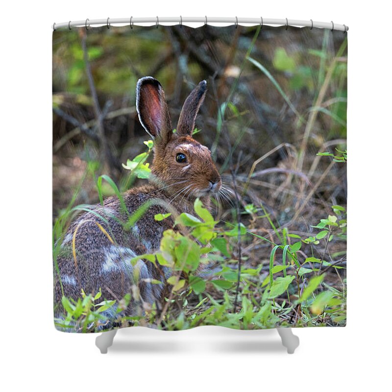Rabbit Shower Curtain featuring the photograph Bunny in the Wild by Matthew Nelson