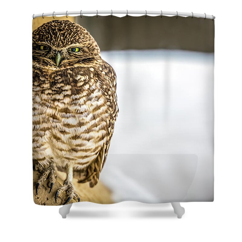 Bird Shower Curtain featuring the photograph Burrowing Owl by Bill Chizek