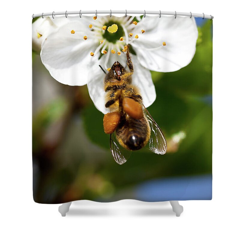 Insect Shower Curtain featuring the photograph Busy Honey Bee On A Cherry Blossom by Kerkla