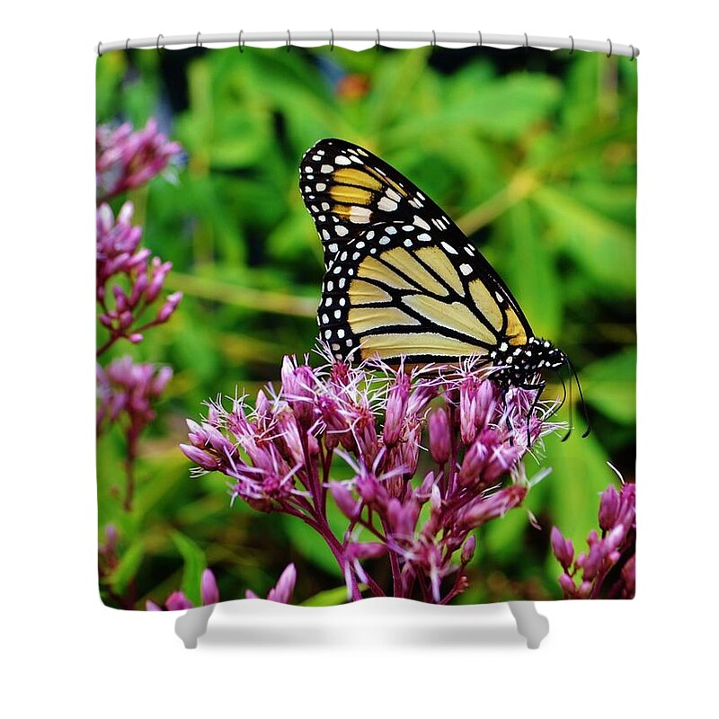 Butterfly Shower Curtain featuring the photograph Butterfly Beauty by Eileen Brymer