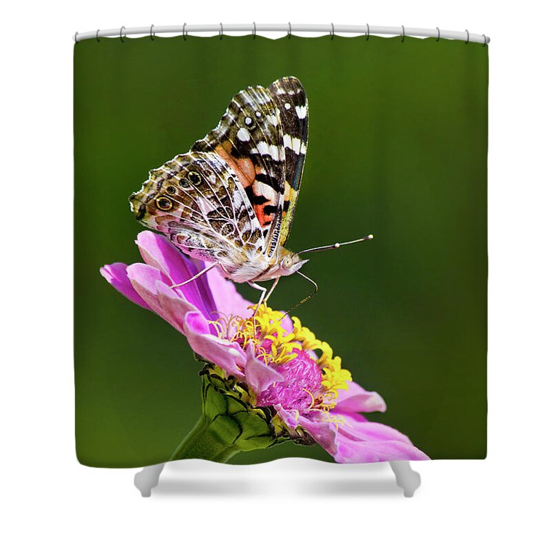 Butterfly Shower Curtain featuring the photograph Butterfly Blossom by Christina Rollo