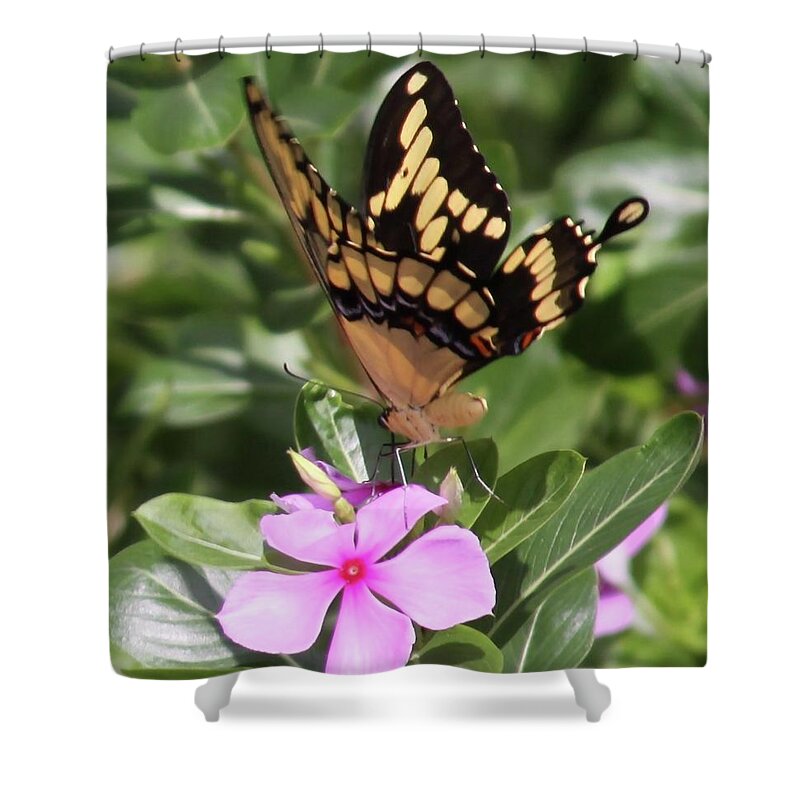 Butterfly Drinking Nectar Shower Curtain featuring the photograph Butterfly Drinking Nectar by Philip And Robbie Bracco