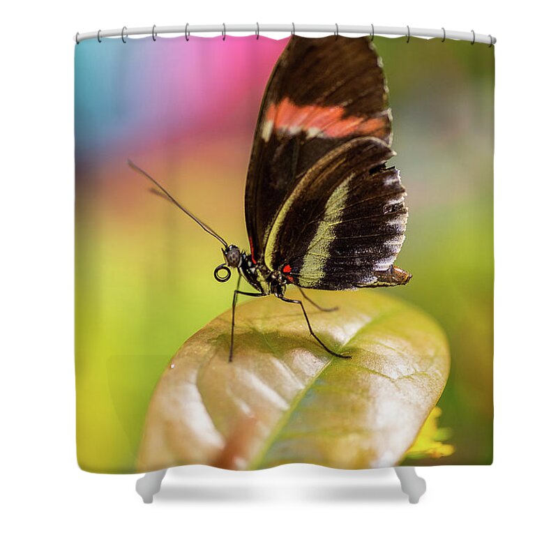 Butterfly Shower Curtain featuring the photograph Butterfly by John Randazzo
