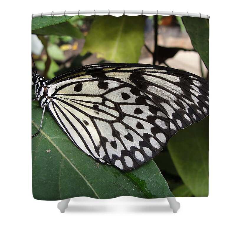 Butterfly Shower Curtain featuring the photograph Butterfly by Patricia Caron