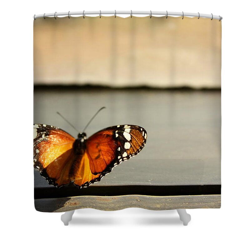 Natural Pattern Shower Curtain featuring the photograph Butterfly Perched On Sunlit Window Sill by Karen Hernandez