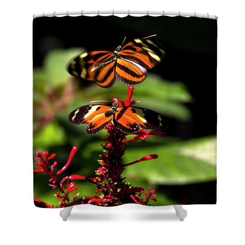 Butterfly Shower Curtain featuring the photograph Butterfly by Richard Krebs