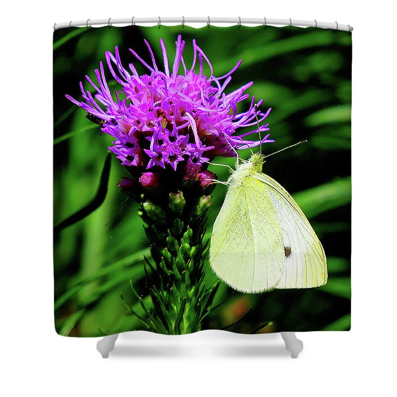 Cabbage White Butterfly Shower Curtain featuring the photograph Cabbage White and Purple by Linda Stern