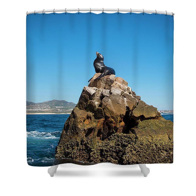 Cabo Shower Curtain featuring the photograph Cabo Seal by Bill Cubitt