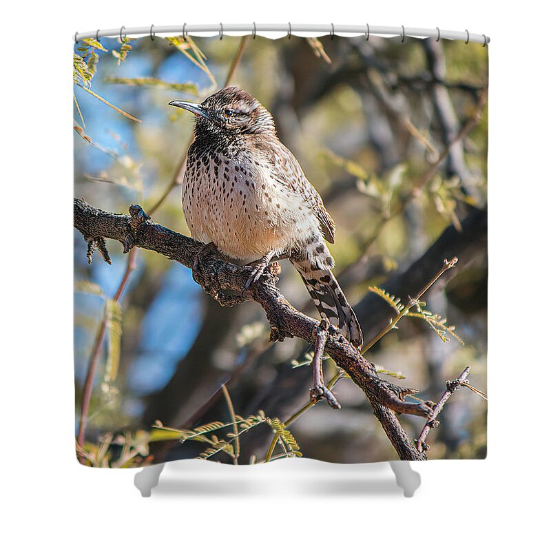 Bird Shower Curtain featuring the photograph Cactus Wren in a Mesquite Tree by Teresa Wilson