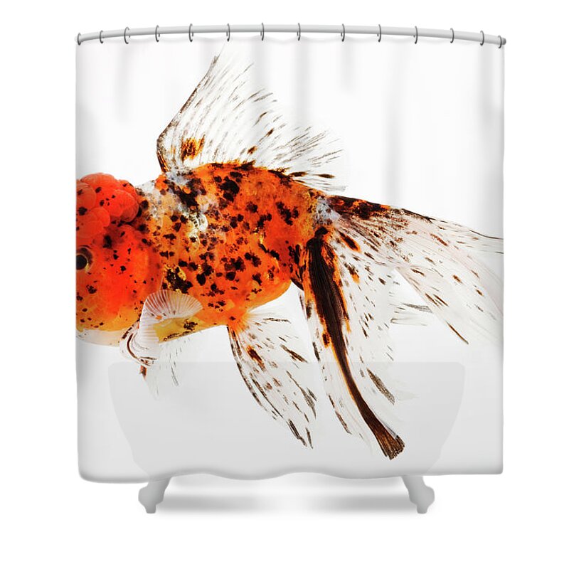 Pets Shower Curtain featuring the photograph Calico Lionhead Goldfish by Martin Harvey