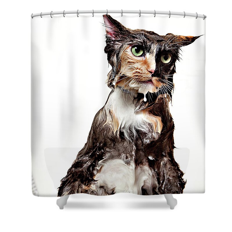 White Background Shower Curtain featuring the photograph Calico Wet Cat Isolated by Debbismirnoff
