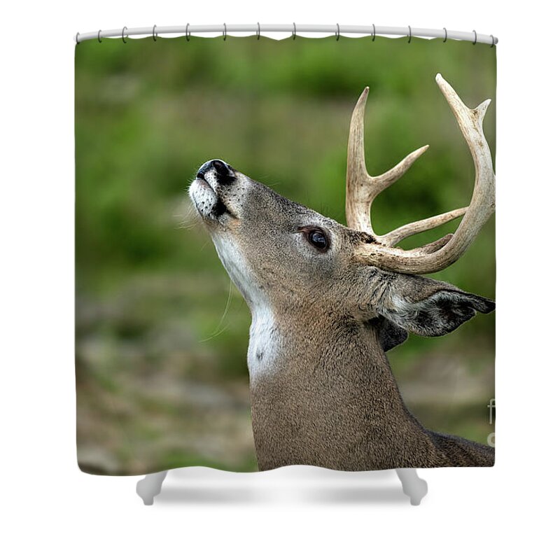 Deer Shower Curtain featuring the photograph Call to the wild by Sam Rino