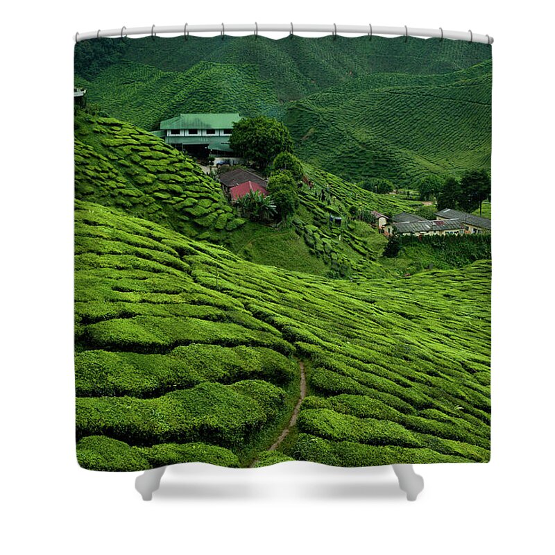 Tranquility Shower Curtain featuring the photograph Cameron Highlands, Malaysian Tea by Ania Blazejewska