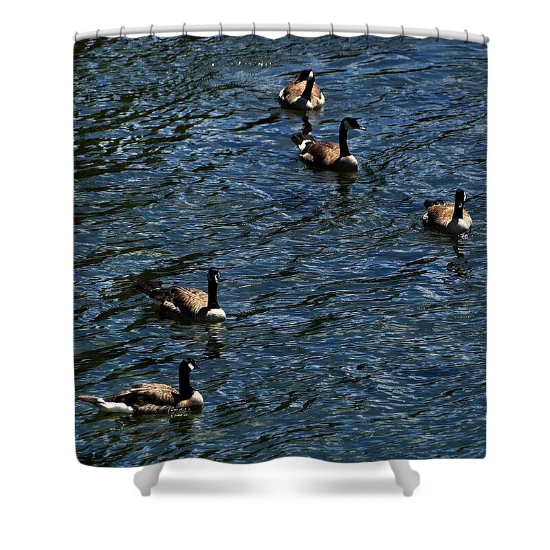 Wildlife Shower Curtain featuring the photograph Canada Gaggle Swim by Richard Thomas