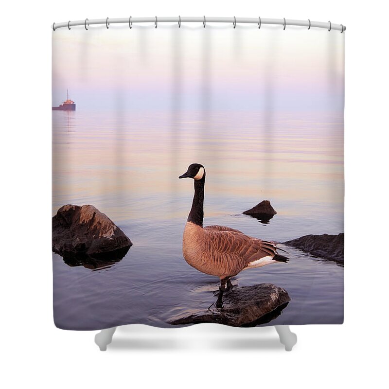 Lake Ontario Shower Curtain featuring the photograph Canada Goose by Orchidpoet