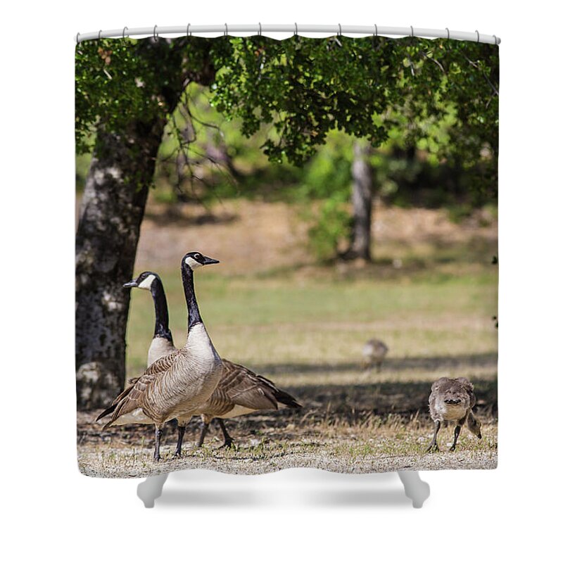 Canadian Goose Shower Curtain featuring the photograph Canadian Geese Family by Julieta Belmont