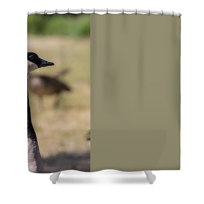 Lake Shower Curtain featuring the photograph Canadian goose, Mississippi River State Park by Julieta Belmont